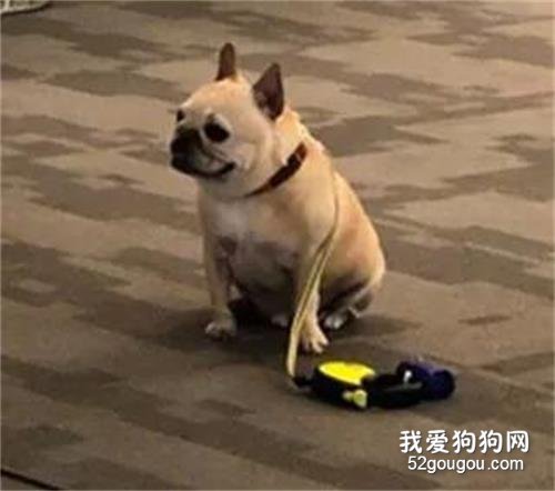餐廳不讓帶狗進去，它乖巧地在外面等主人，好端莊.....