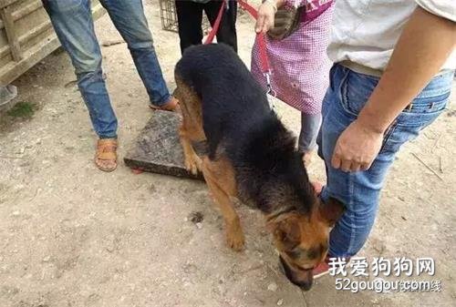 50多斤德牧當肉狗出售，賣出超低價，賣狗男子：養了白養還貼錢！