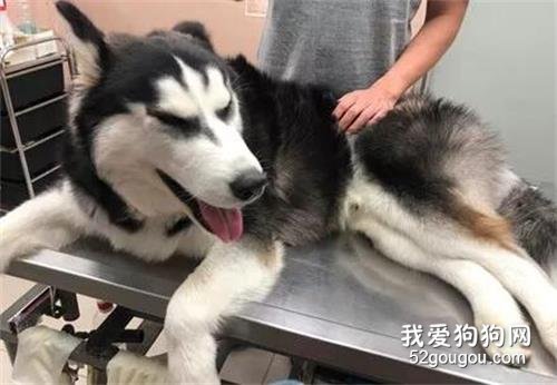 主人帶二哈去絕育，結果看到醫生后，它的表現讓人笑噴了！