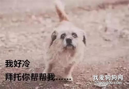 天漸漸寒冷了，請不要驅趕它們