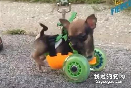 狗狗天生殘疾一直被同類欺負，這天它終于奔跑了起來
