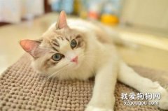 換了新貓砂但貓咪不用怎么辦？