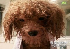 泰迪狗狗身上的毛發打結了怎么辦?