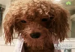 泰迪狗狗身上的毛发打结了怎么办?