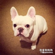 當狗狗不開心的時候怎么辦？