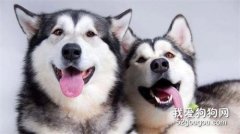 哈士奇口臭怎么解決 先了解原因