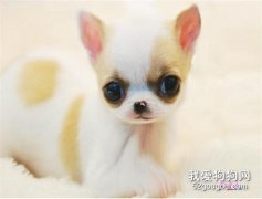 吉娃娃常見疾病及治療方法