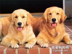 狗狗焦蟲病的初期癥狀和診斷治療