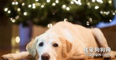 狗狗經常嘔吐的5個主要原因，你知道幾個？