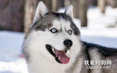 秋天狗狗需要注意什么？ 秋季狗狗的養護大全
