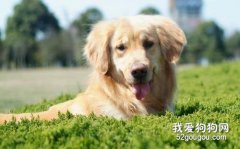 老年犬需要補充什么 喂養上注意適當做減法