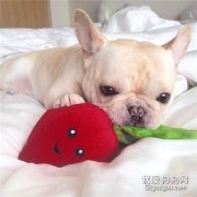 如何分辨法斗是否純種？