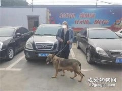 路上偶遇自家“丟失”愛犬！原來是被妻子偷偷的賣掉了…