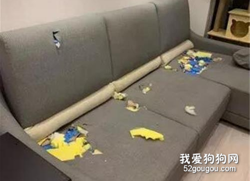 想買張耐咬的沙發，可老板問清品種后：不存在的！