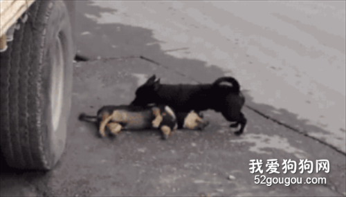 請善待它們！這些獸性與愛的照片，張張觸動人心！