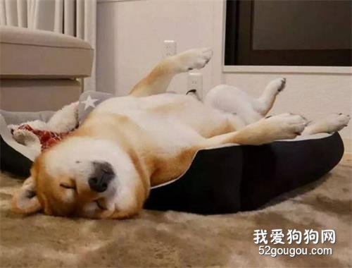 狗狗喜欢仰着睡觉正常吗