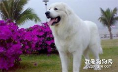 大白熊犬怎么養 大白熊犬喂養注意事項
