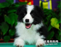 邊牧幼犬怎么照顧 邊境牧羊犬幼犬喂養護理知識
