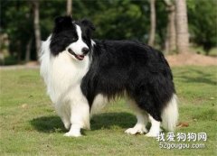 邊牧耳朵怎么清理 邊境牧羊犬耳朵清理方法