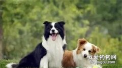 邊境牧羊犬怎么洗澡 邊牧洗澡流程