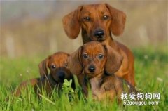臘腸犬皮膚病怎么辦 臘腸犬皮膚病預防治療辦法