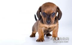 臘腸犬嘔吐怎么辦 臘腸犬嘔吐處理辦法