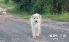 4年后，他們終于團聚，而狗狗卻選擇離開…
