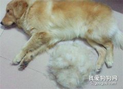 什么是狗狗的季節性換毛?