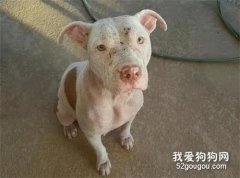 ?狗狗被當成生育工具后逃跑，獨自生產時狗寶寶多數夭折