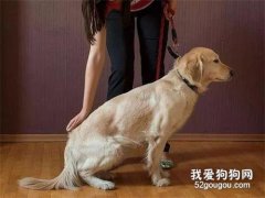 養狗必學的4個訓狗指令，主人學會了，危機關頭還能救狗狗一命