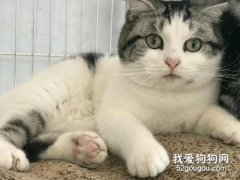 美國短毛貓口水多怎么辦 美國短毛貓口水多治療方法