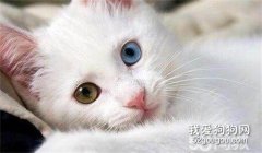 貓咪腎衰怎么辦？ 貓咪腎衰的治療解決辦法