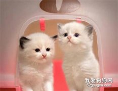 貓瘟怎么治療 貓瘟隔離治療方法