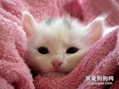 小貓出生后注意事項