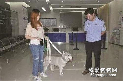 二哈又進派出所了，這次竟是因為和別人家寶寶搶奶喝..