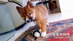 女子撿到一只流浪狗，經過醫生的鑒定，它竟然是珍稀的保護動物！