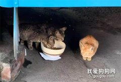 喂流浪貓的網友發現貓碗下壓著一張紙條，以為有人投訴，沒想到...