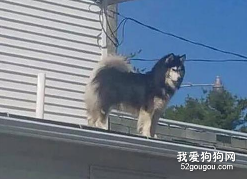 男子養了一只狗子，并且取名叫哈士奇，長大之后，果然不負他的期待！