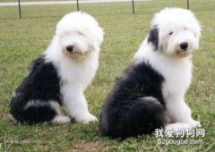 英國古代牧羊犬怎么美容 古牧美容方法介紹