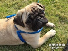 巴哥犬怎么護理 八哥犬日常護理心得