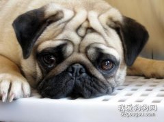 巴哥犬毛發怎么梳理 八哥犬毛發梳洗方法