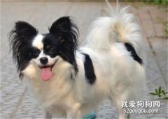 蝴蝶犬吃什么狗糧好 蝴蝶犬狗糧挑選技巧
