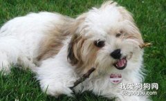 西施犬吃什么狗糧好 西施犬狗糧選擇推薦