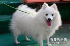 銀狐犬皮膚病怎么治療 銀狐犬皮膚病治療方法