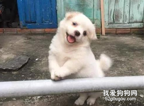 狗子看到有人來，它竟然歪頭賣萌迎接，瞬間被擊中心臟了！