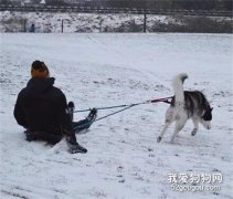 網友帶哈士奇去滑雪，沒想到差點被送進了醫院，好慘！