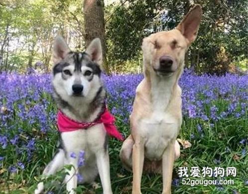 擁有25萬粉絲的“狗界網紅”，竟有如此凄慘的過去