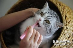 猫咪的牙齿有点黄 注意口腔护理问题很关键