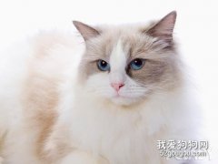 貓咪必備應急藥 這些藥你都準備了嗎？