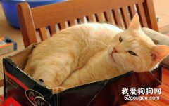 貓咪不大便有點發燒怎么辦?